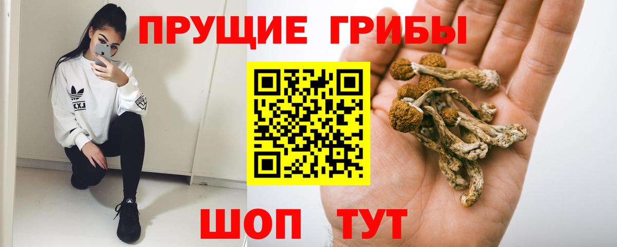 Псилоцибиновые грибы Psilocybe Белая Калитва